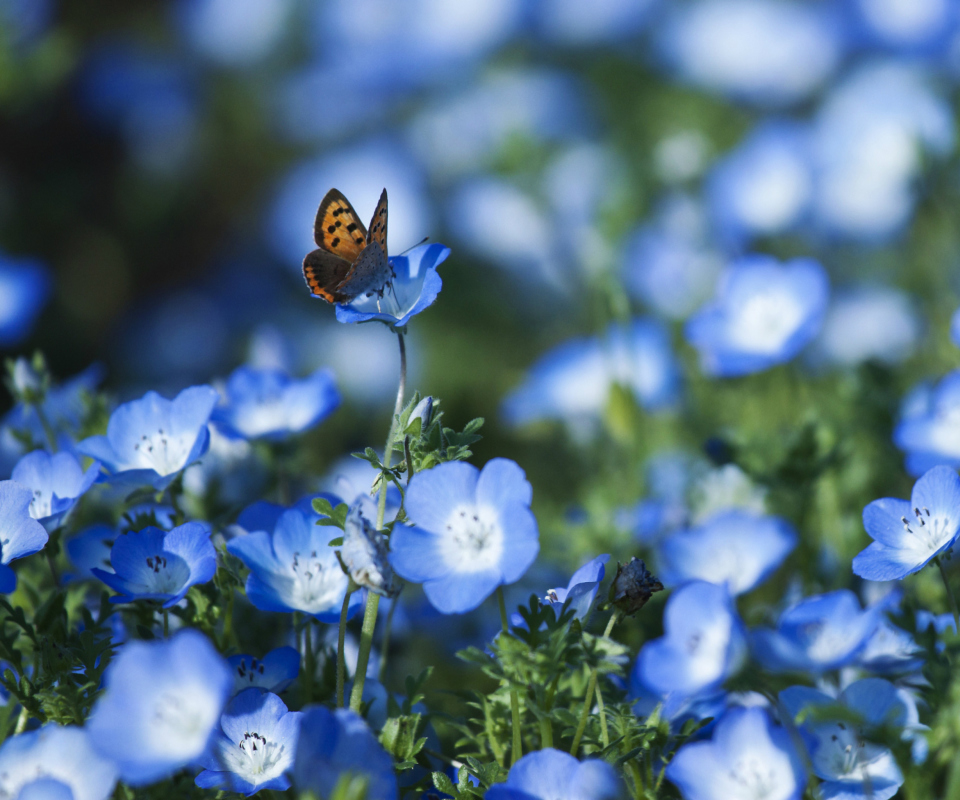 Обои Butterfly And Blue Field Flowers 960x800