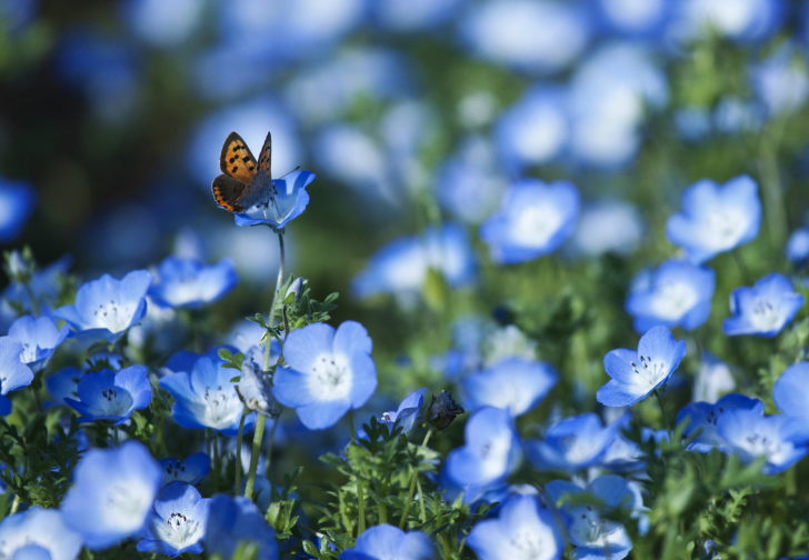 Das Butterfly And Blue Field Flowers Wallpaper