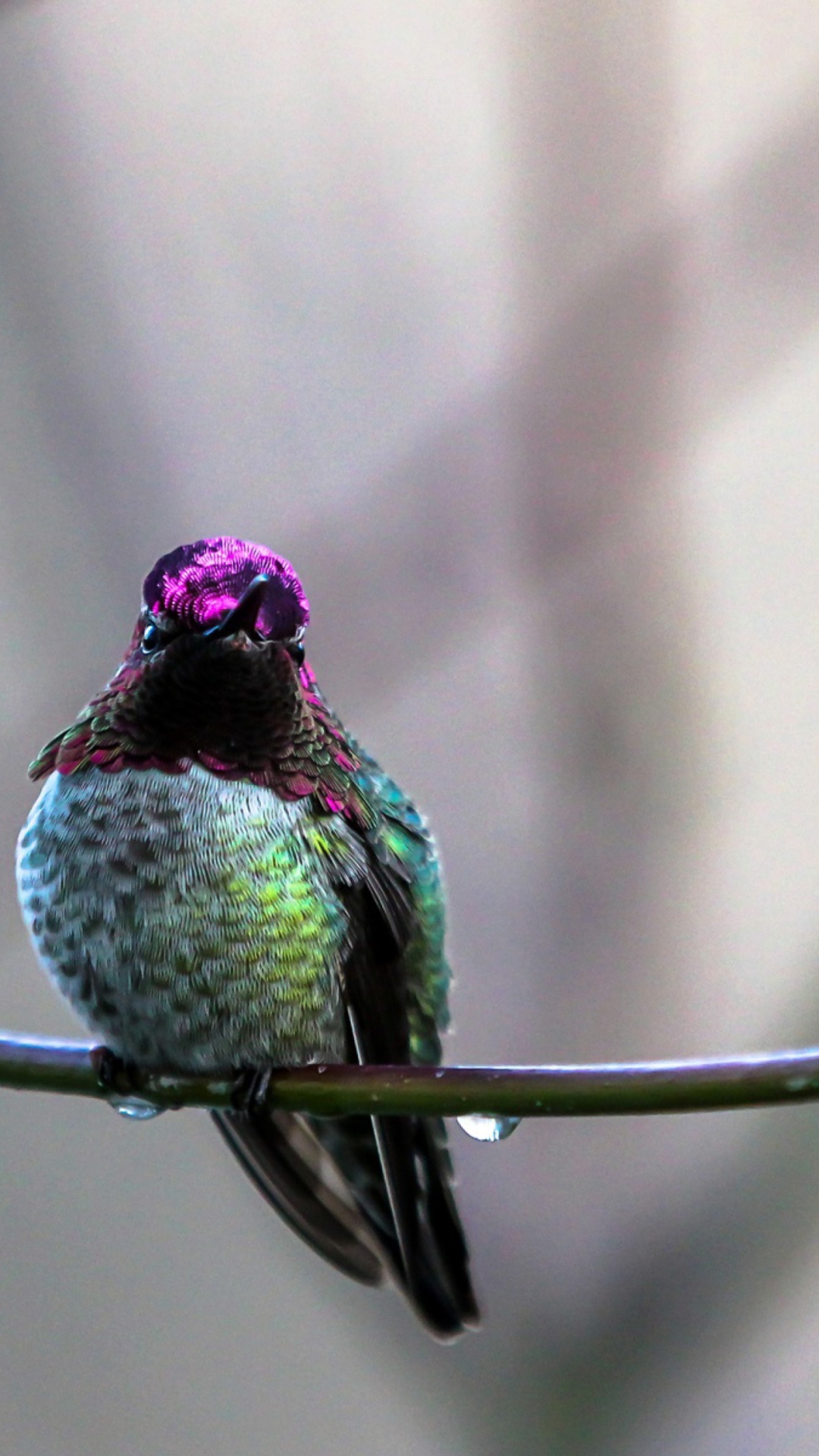 Обои Anna's Hummingbird 1080x1920