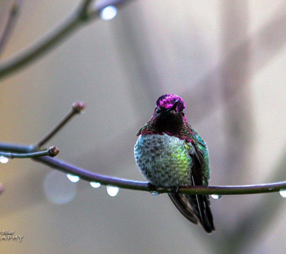 Обои Anna's Hummingbird 1080x960