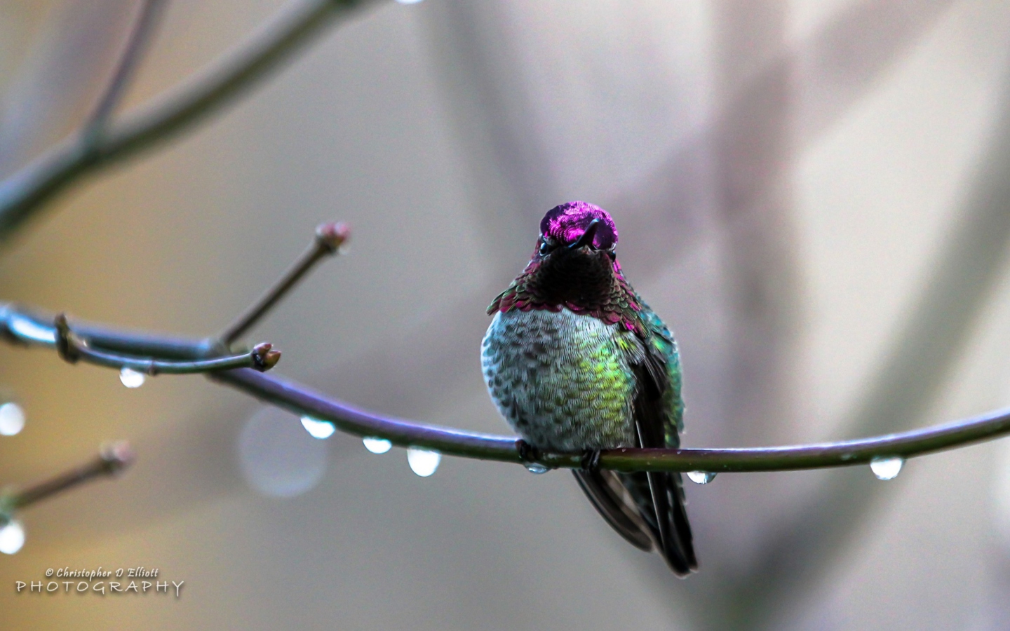 Fondo de pantalla Anna's Hummingbird 1440x900