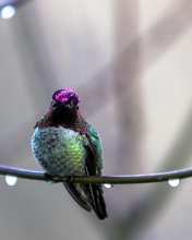 Anna's Hummingbird wallpaper 176x220