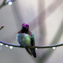 Anna's Hummingbird screenshot #1 208x208