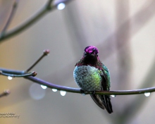 Обои Anna's Hummingbird 220x176