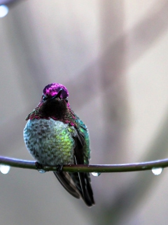 Fondo de pantalla Anna's Hummingbird 240x320