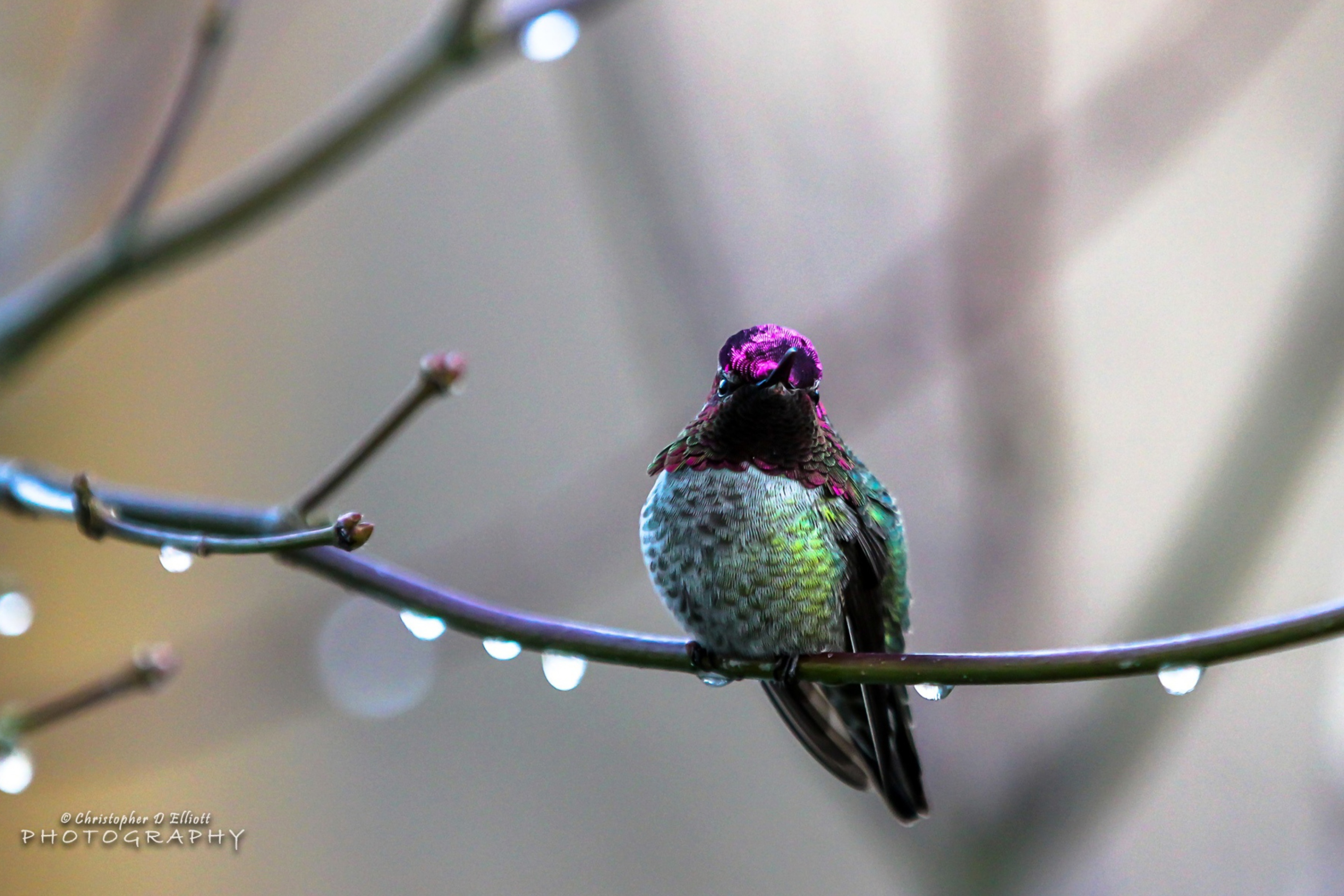 Anna's Hummingbird screenshot #1 2880x1920