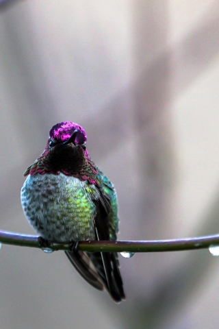 Anna's Hummingbird screenshot #1 320x480