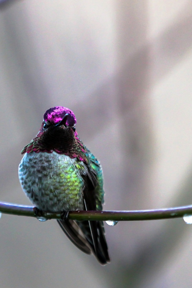 Fondo de pantalla Anna's Hummingbird 640x960