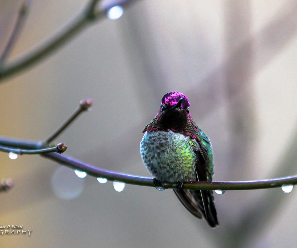 Fondo de pantalla Anna's Hummingbird 960x800