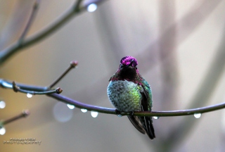 Free Anna's Hummingbird Picture for Android, iPhone and iPad