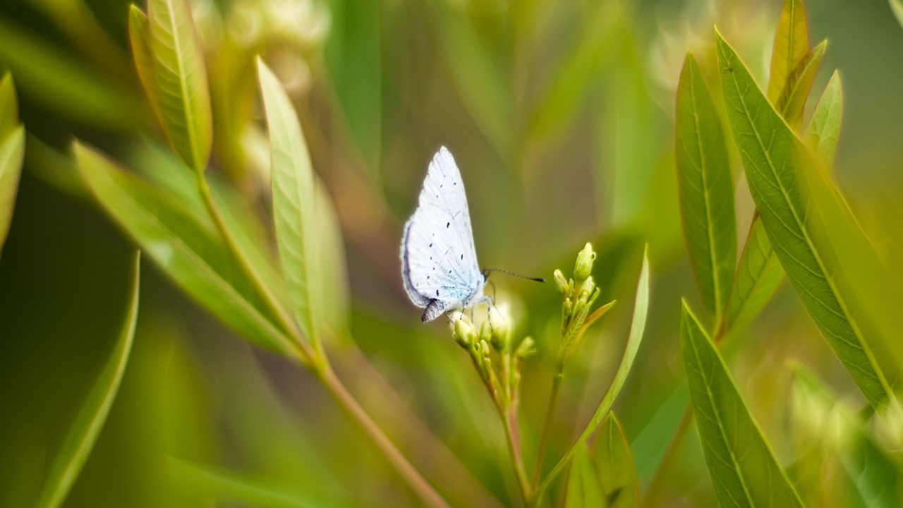 Screenshot №1 pro téma Butterfly On Flower 1280x720