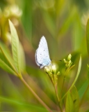 Fondo de pantalla Butterfly On Flower 128x160