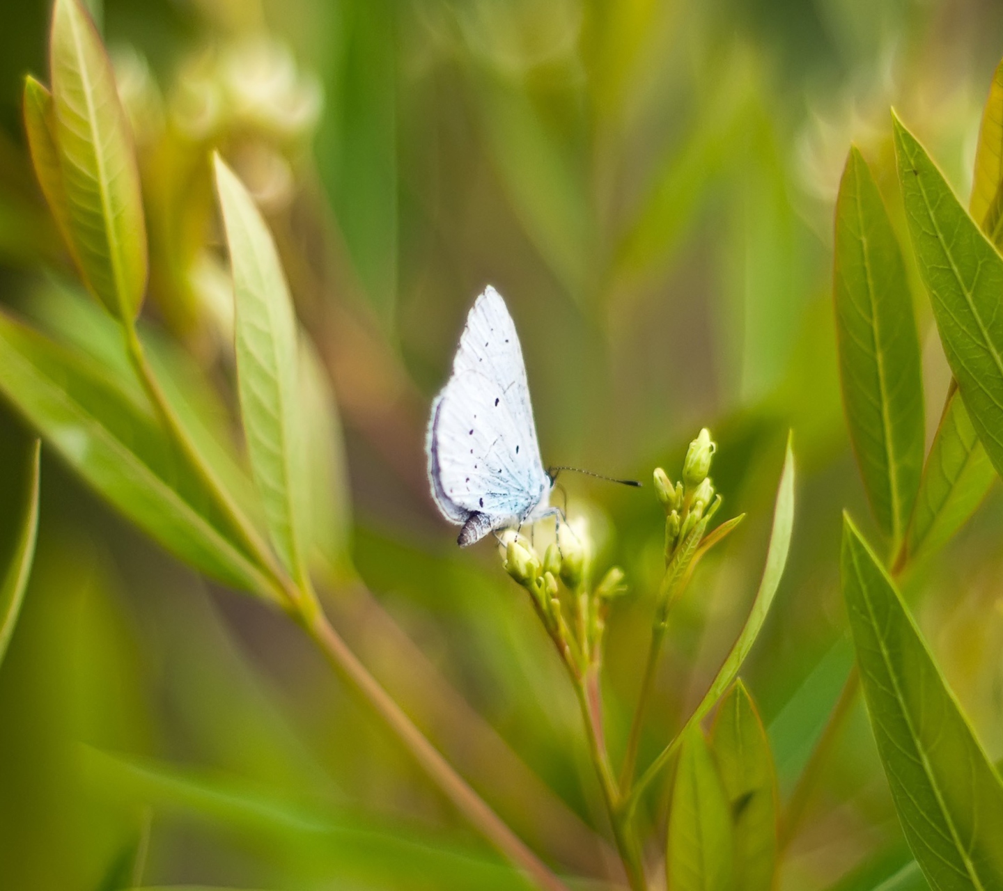 Fondo de pantalla Butterfly On Flower 1440x1280