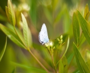 Screenshot №1 pro téma Butterfly On Flower 176x144