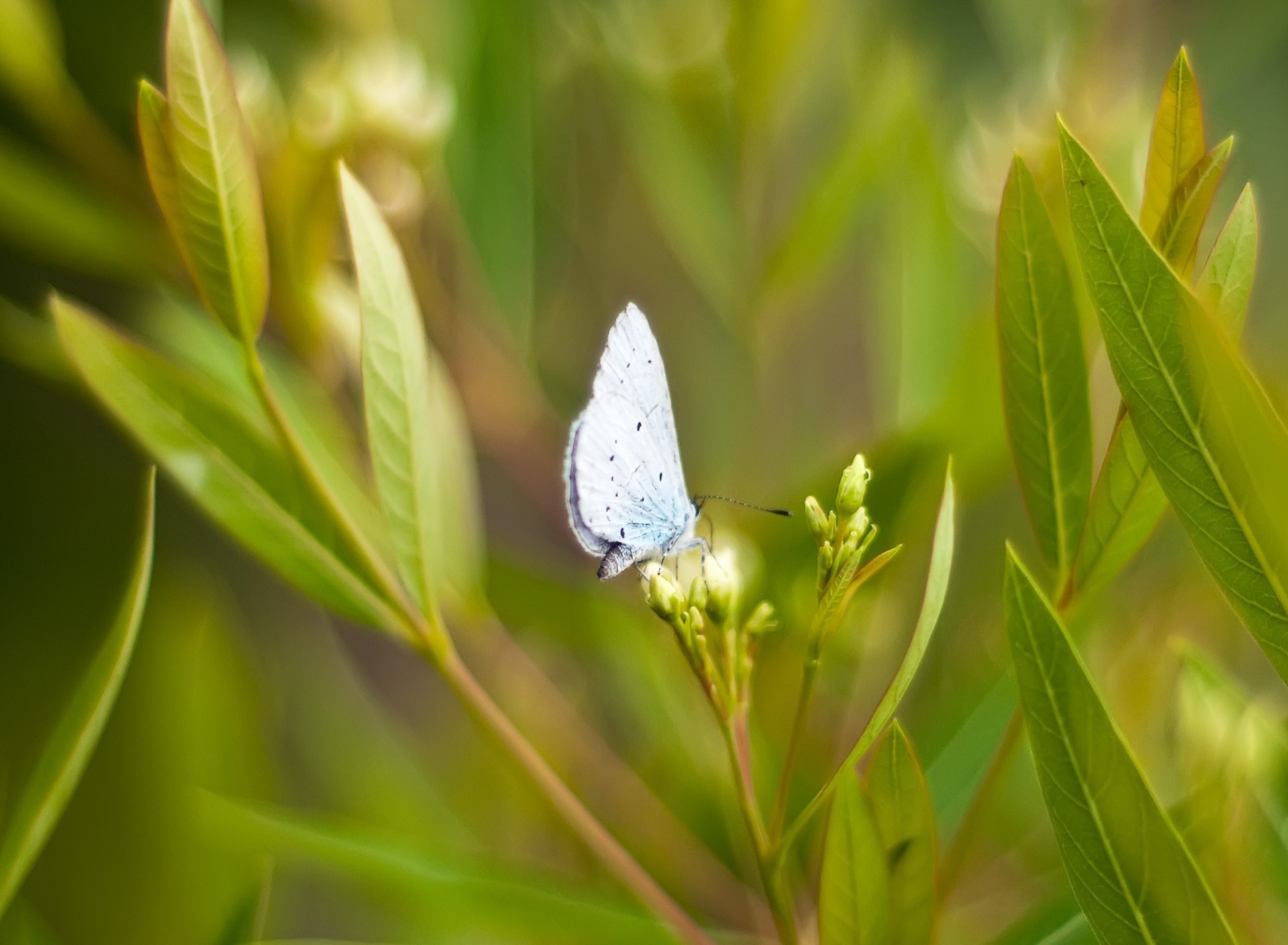 Butterfly On Flower wallpaper 1920x1408