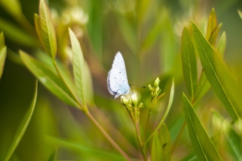 Fondo de pantalla Butterfly On Flower 480x320