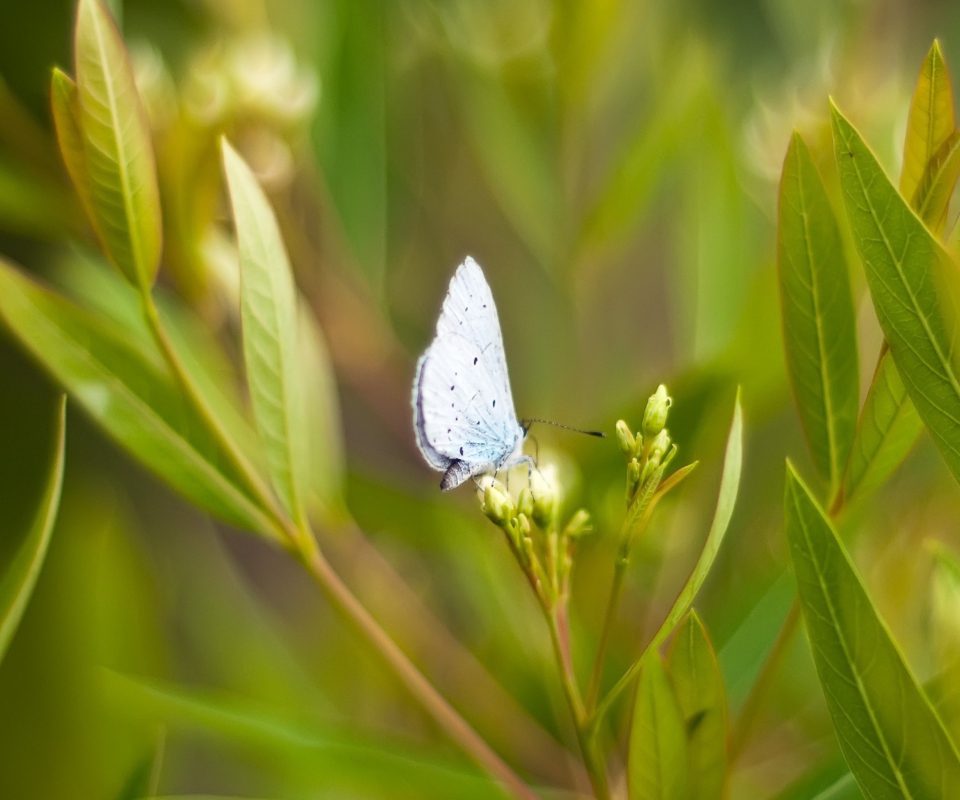 Screenshot №1 pro téma Butterfly On Flower 960x800