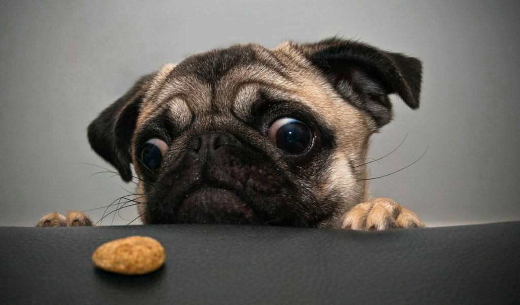 Das Dog And Cookie Wallpaper 1024x600
