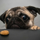 Dog And Cookie wallpaper 128x128