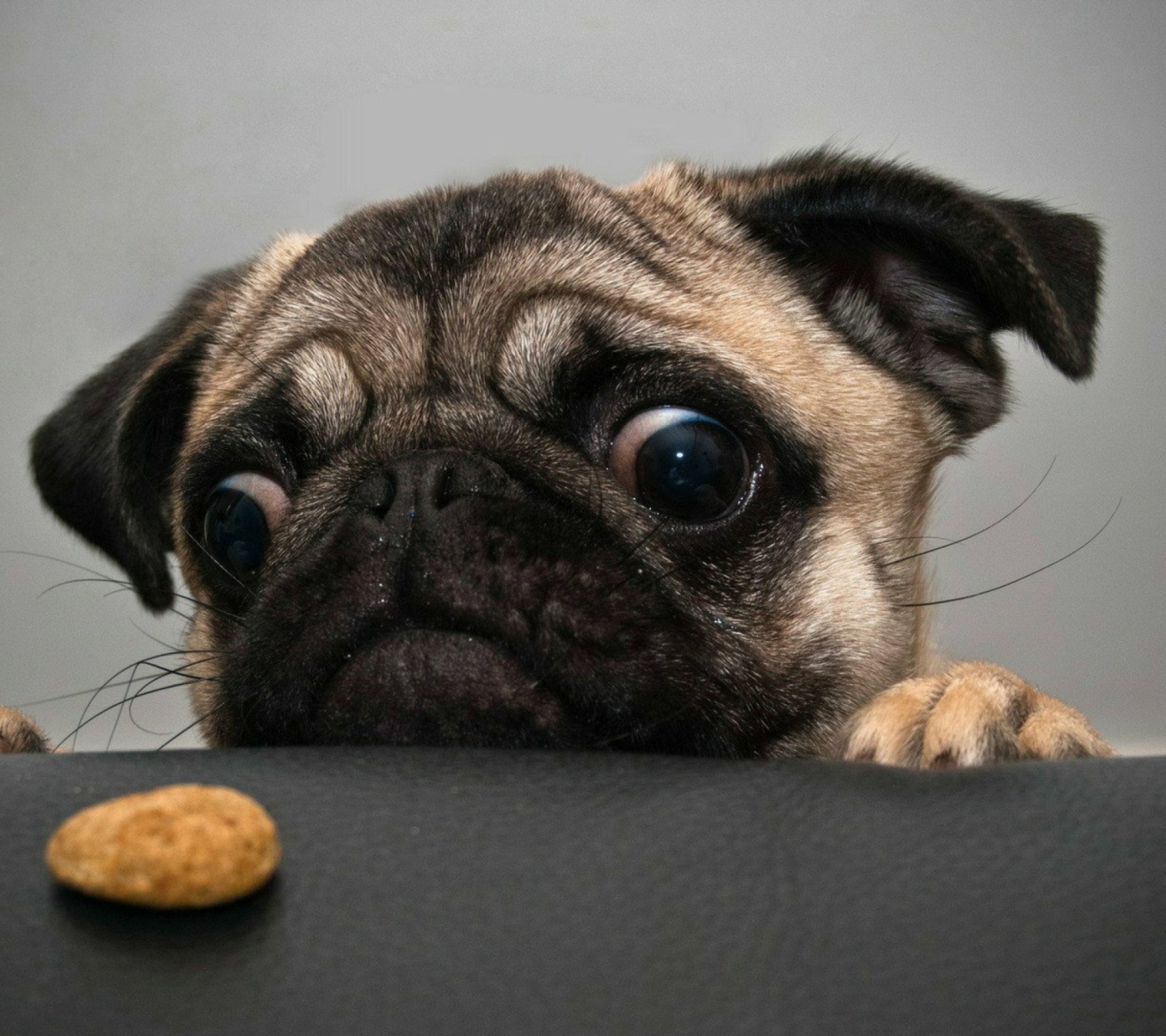 Das Dog And Cookie Wallpaper 1440x1280