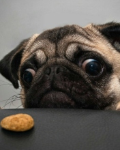 Dog And Cookie wallpaper 176x220