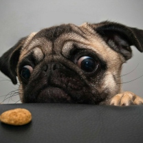 Dog And Cookie wallpaper 208x208