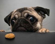 Dog And Cookie wallpaper 220x176