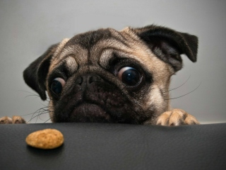 Das Dog And Cookie Wallpaper 320x240