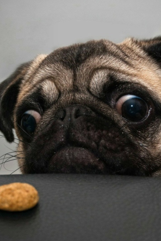 Das Dog And Cookie Wallpaper 320x480
