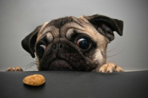 Das Dog And Cookie Wallpaper 480x320