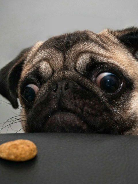 Das Dog And Cookie Wallpaper 480x640