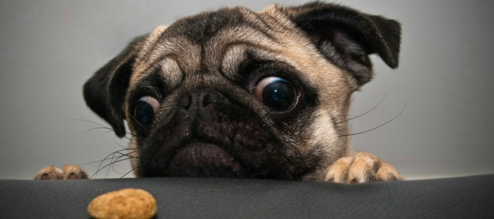 Dog And Cookie wallpaper 720x320