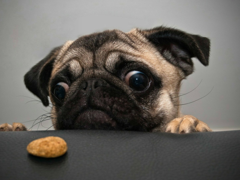 Das Dog And Cookie Wallpaper 800x600