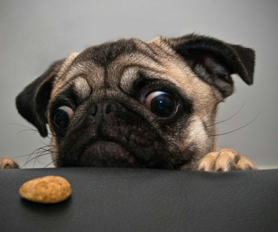 Das Dog And Cookie Wallpaper 960x800