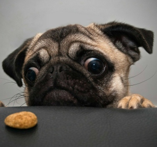 Dog And Cookie - Obrázkek zdarma pro iPad 2
