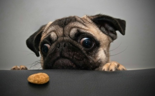 Dog And Cookie - Obrázkek zdarma pro Samsung Galaxy S4