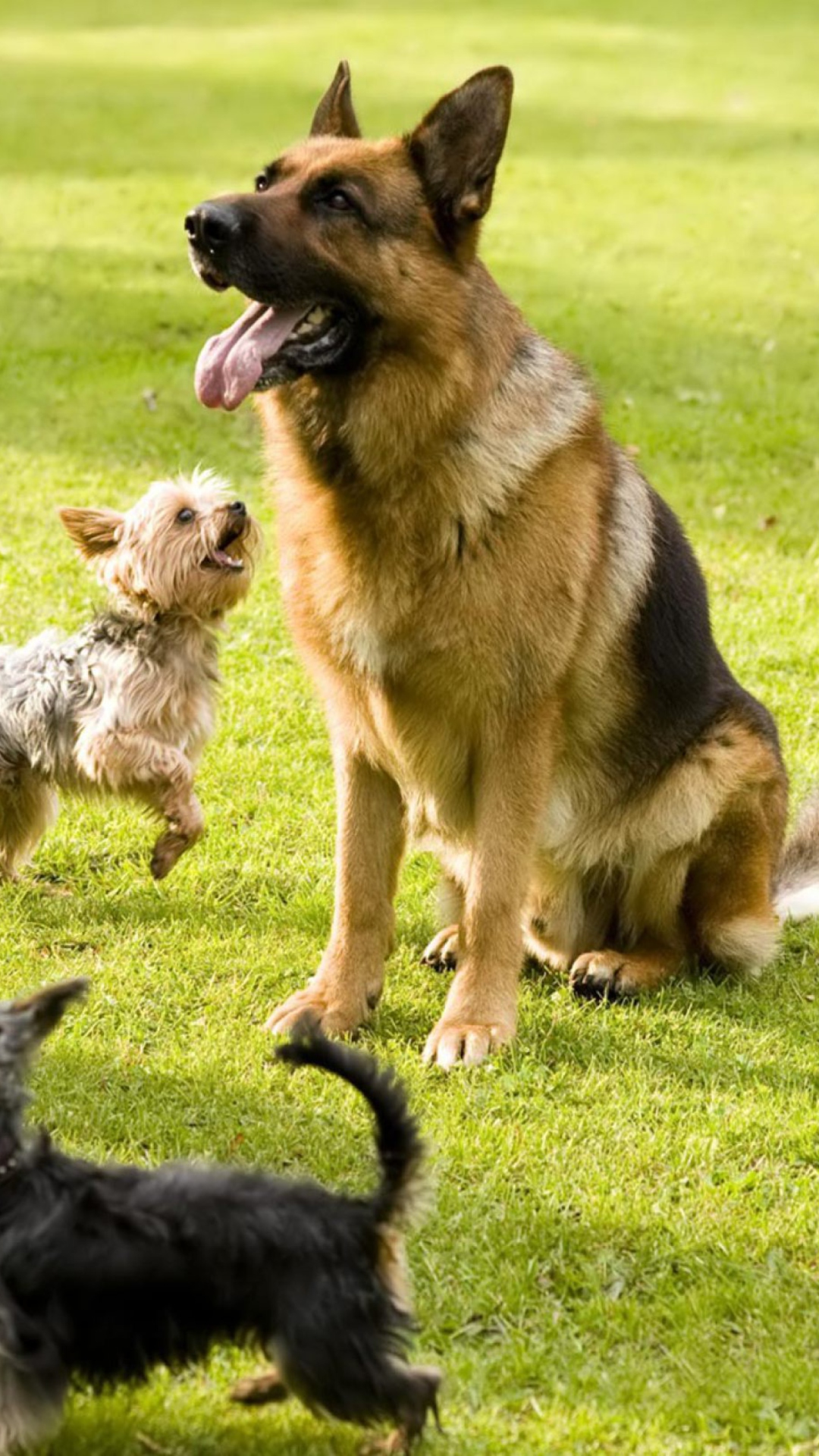 German Shepherd wallpaper 1080x1920