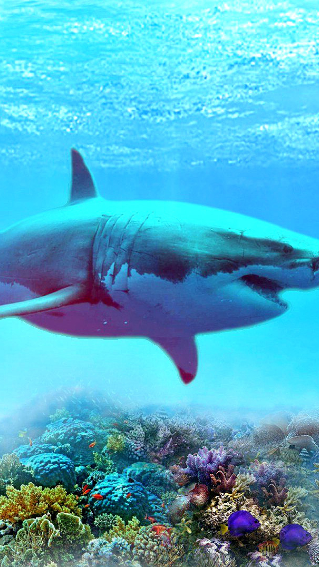 Great white shark wallpaper 1080x1920
