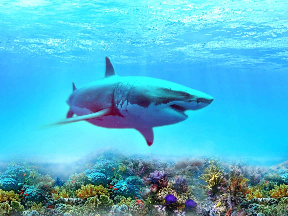 Das Great white shark Wallpaper 1152x864