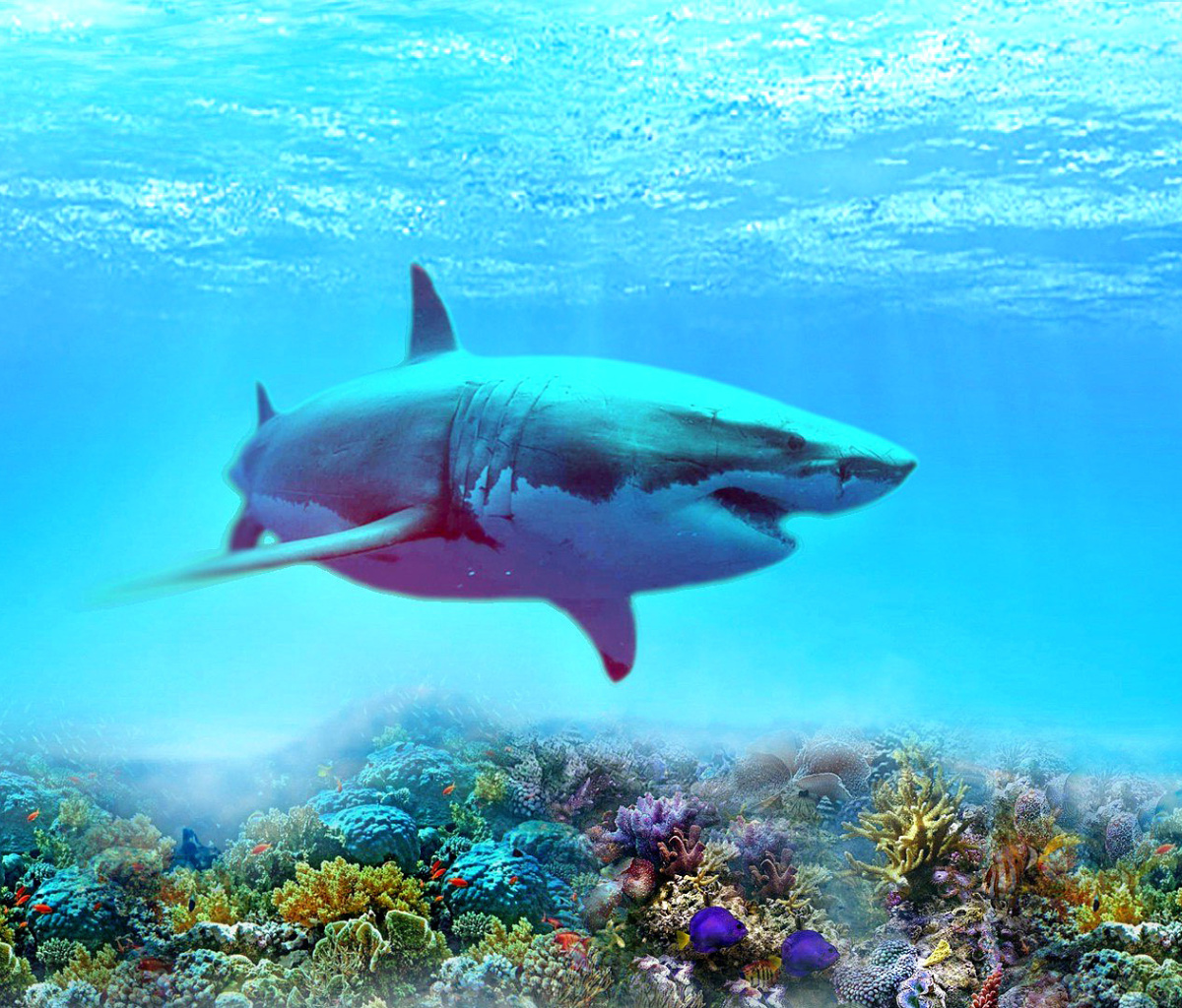 Screenshot №1 pro téma Great white shark 1200x1024