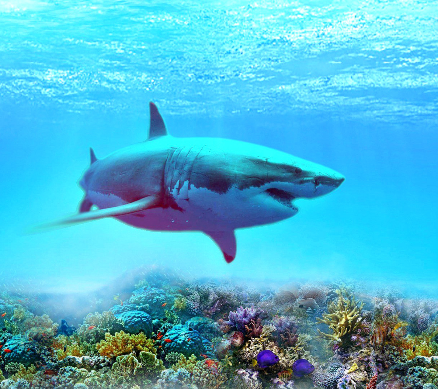 Das Great white shark Wallpaper 1440x1280