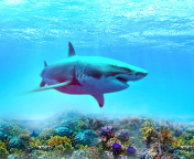 Fondo de pantalla Great white shark 176x144