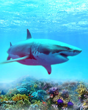 Обои Great white shark 176x220