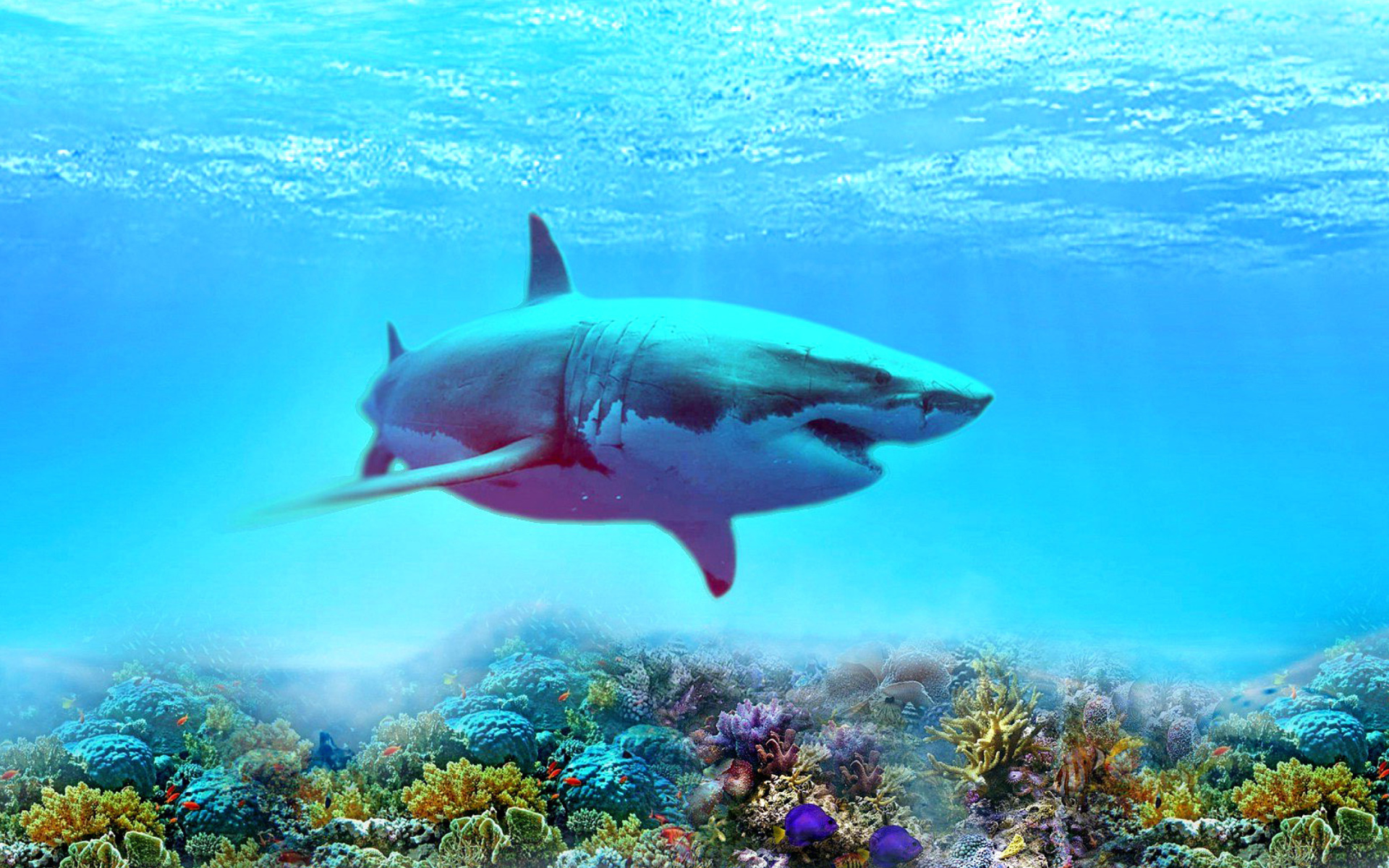 Sfondi Great white shark 1920x1200