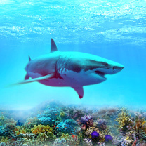 Das Great white shark Wallpaper 208x208