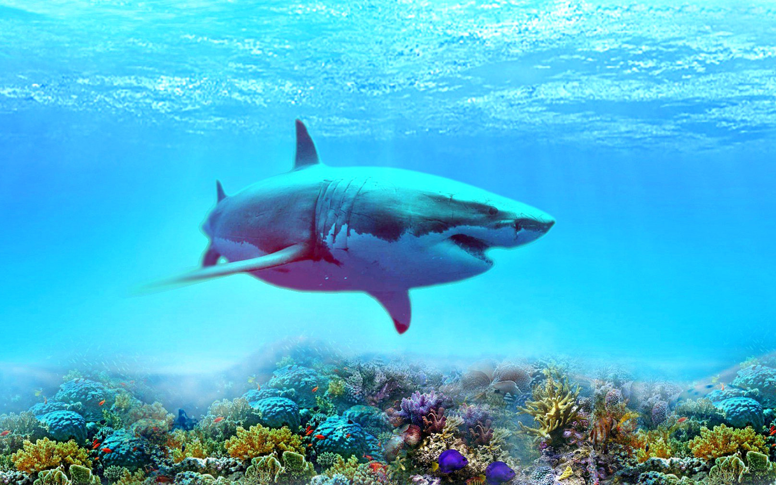 Great white shark wallpaper 2560x1600