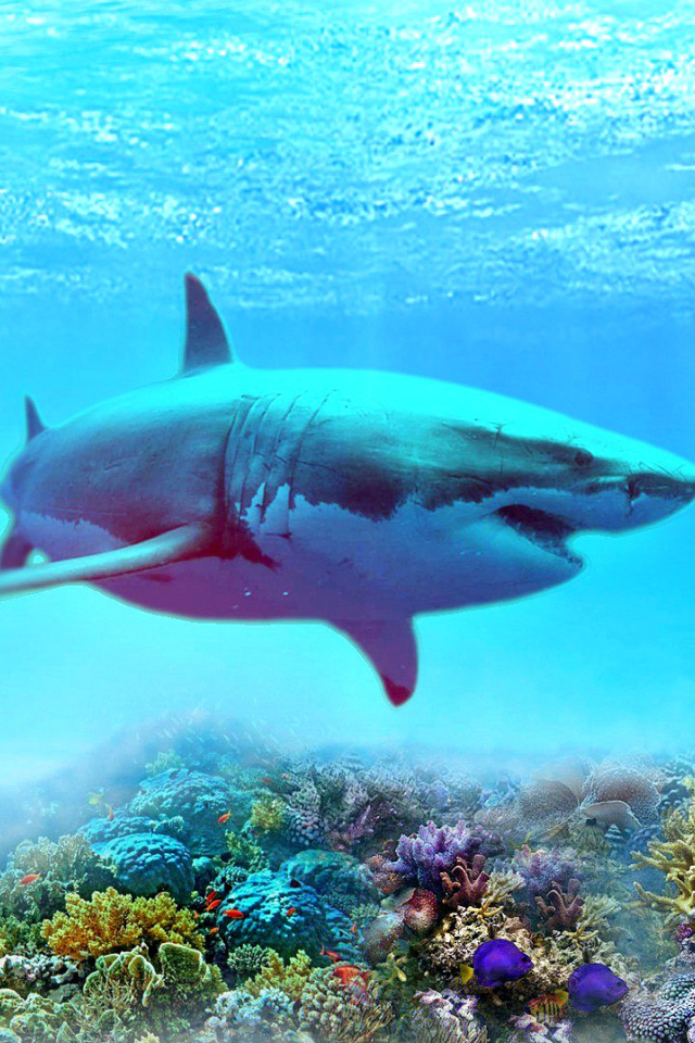 Fondo de pantalla Great white shark 640x960