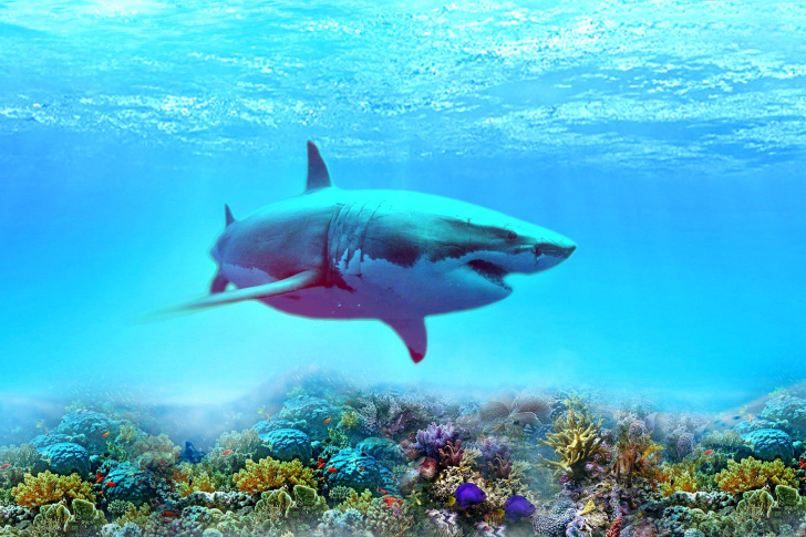 Fondo de pantalla Great white shark