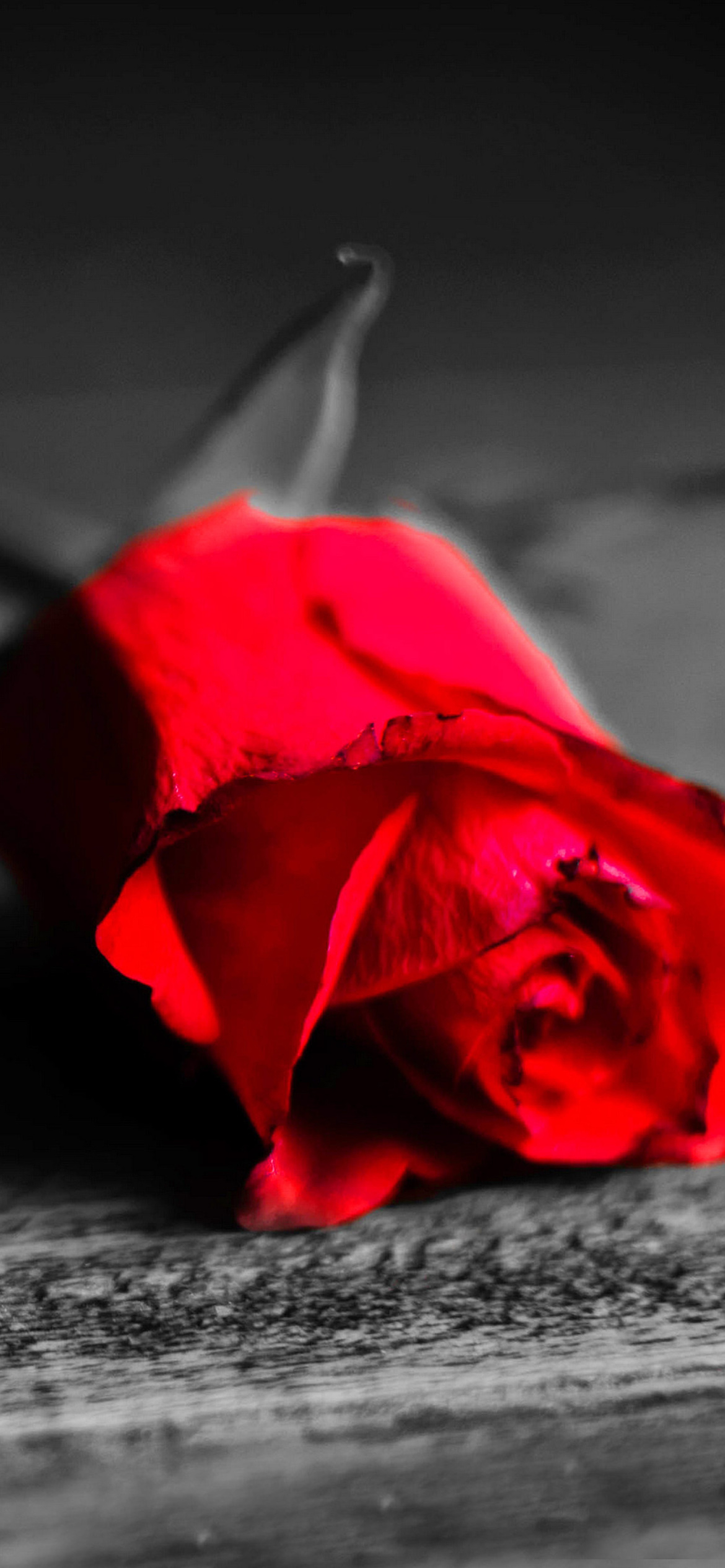 Das Red Rose On Wooden Surface Wallpaper 1170x2532