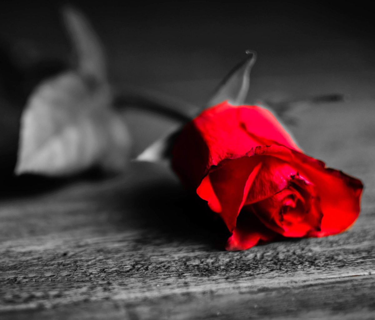 Red Rose On Wooden Surface screenshot #1 1200x1024